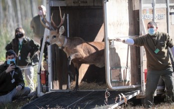 Liberaron en el Delta del Paraná un ciervo de los pantanos que había sido rescatado en marzo