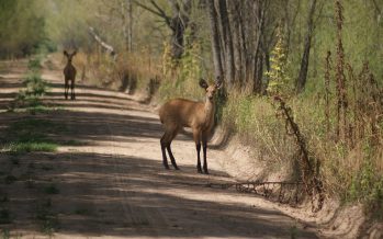 Encuesta: 9 de cada 10 argentinos está en contra de la caza de trofeos