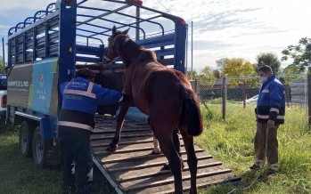 Matheu: fueron rescatados seis caballos sometidos a maltrato