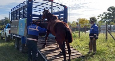 Matheu: fueron rescatados seis caballos sometidos a maltrato