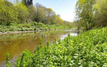 Consulta pública por obras en la Reserva Natural Urbana Río Reconquista