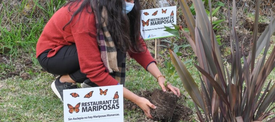 San Fernando fomenta la reproducción de las mariposas monarcas