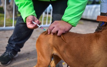 Zoonosis Escobar vacunó contra la rabia a más de 2 mil mascotas en junio