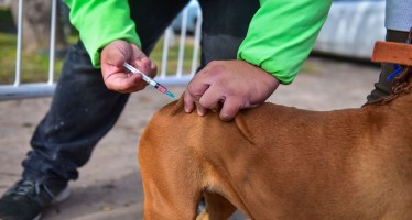 Zoonosis Escobar vacunó contra la rabia a más de 2 mil mascotas en junio