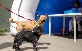 Jornada de vacunación antirrábica para perros y gatos en Vicente López