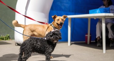 Jornada de vacunación antirrábica para perros y gatos en Vicente López