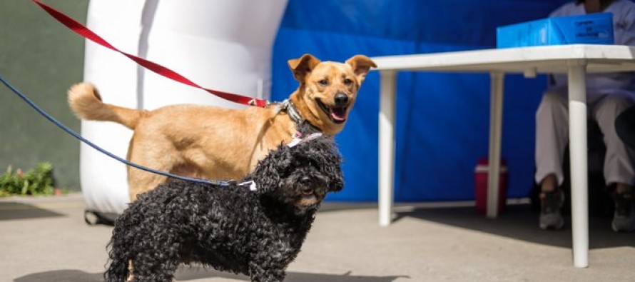 Jornada de vacunación antirrábica para perros y gatos en Vicente López