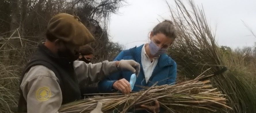 Continúa el relevamiento de biomasa en el Delta del Paraná