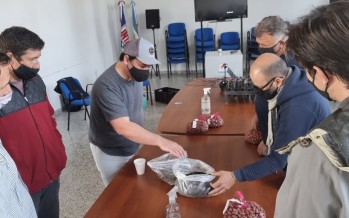 Plantas de pecan con origen conocido y trazabilidad