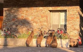 ¿Qué hacer ante la presencia de carpinchos?