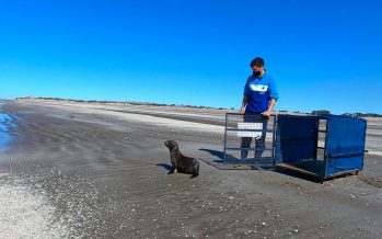 Regresó al mar el lobo marino que había sido rescatado en un arroyo de Tigre