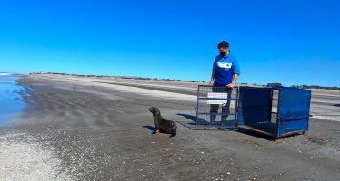 Regresó al mar el lobo marino que había sido rescatado en un arroyo de Tigre