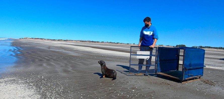 Regresó al mar el lobo marino que había sido rescatado en un arroyo de Tigre