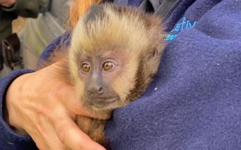 Escobar: rescatan un mono caí del comercio ilegal