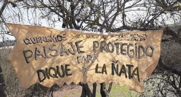 La aparición masiva de carpinchos aviva el debate sobre la ley de humedales