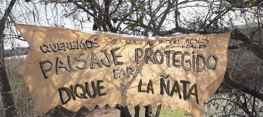 La aparición masiva de carpinchos aviva el debate sobre la ley de humedales