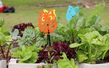 Celebran la llegada de la primavera en la huerta de Puerto Libre en San isidro