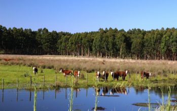 Plan de adaptación al cambio climático del Delta del Paraná