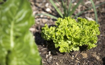 Continúa el taller online de San Isidro para armar huertas en primavera