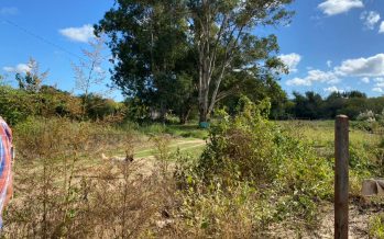 Activistas y vecinos movilizan por la creación de una Reserva Natural en Tigre
