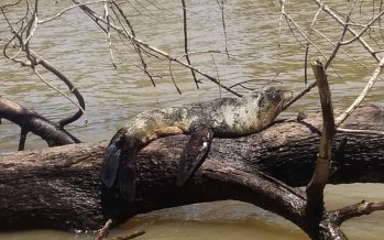 Prefectura Naval rescató a un lobo marino en el río Paraná de las Palmas