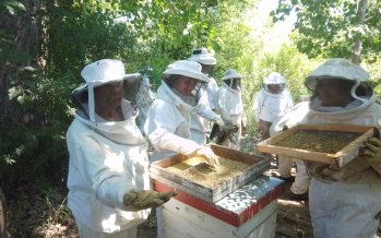 Cosecha de miel y recambio de reinas en la Unidad Demostrativa Apícola Paraná Miní