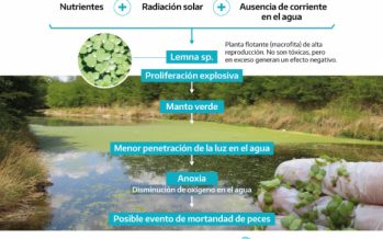 Presencia de lentejitas de agua en la cuenca del Río Luján