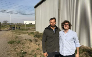 Usan moscas para transformar desechos en alimento balanceado