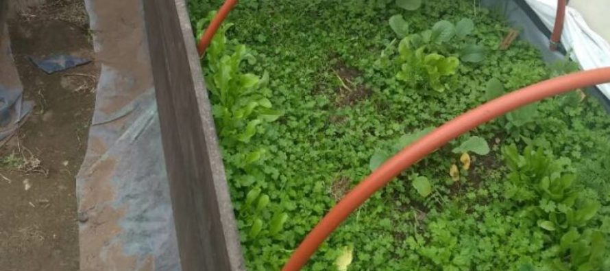 Huerta de verano: pautas para tener alimentos frescos