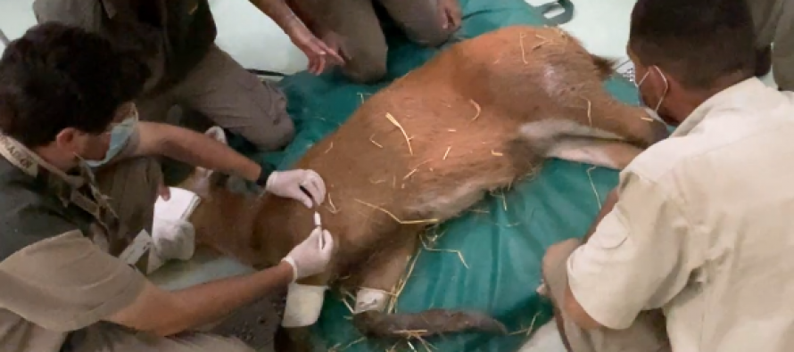 Delta: rescataron una cierva que fue atacada en dos oportunidades por cazadores furtivos