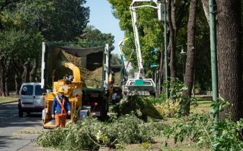 Poda sustentable en San Isidro