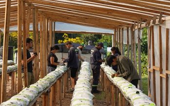 Escobar: nueva producción de frutillas en el Polo Ambiental
