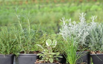 Taller sobre plantas aromáticas en San Isidro