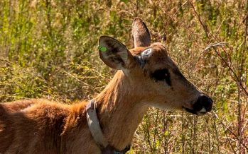 Ambiente liberó un ciervo de los pantanos en el Delta del Paraná