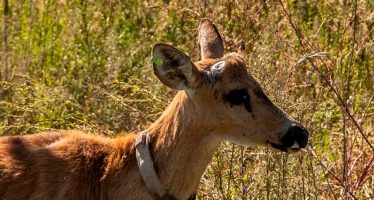 Ambiente liberó un ciervo de los pantanos en el Delta del Paraná