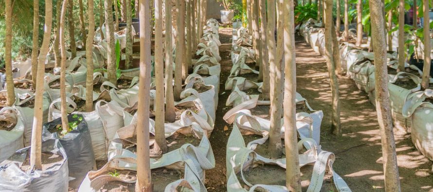 San Fernando presentó las nuevas especies que plantarán en el Plan de Forestación