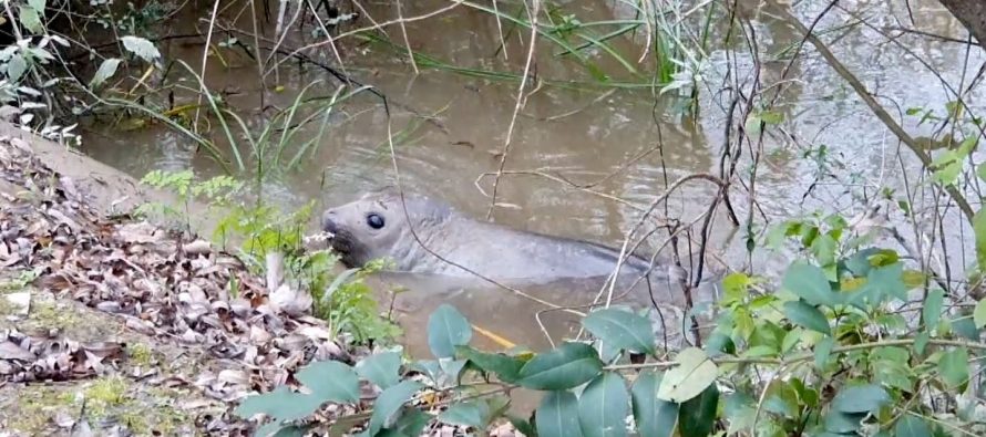 Un elefante marino fue rescatado en el Delta de San Fernando