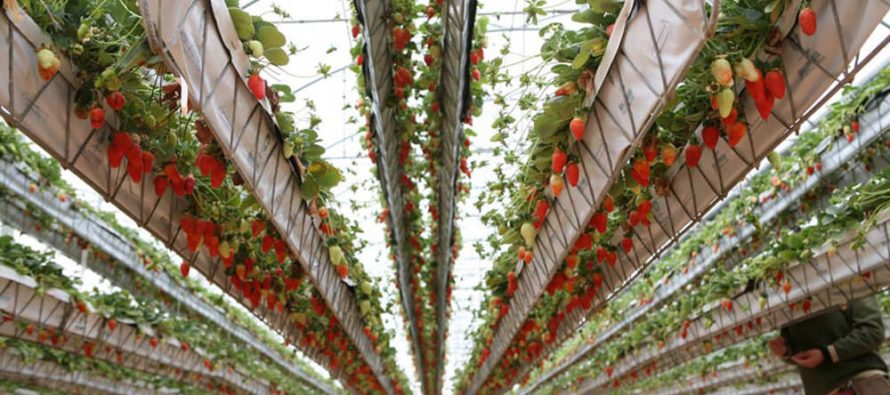 Producen por primera vez frutillas con Hidroponía, un nuevo sistema de cultivo
