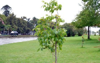 En tres años de gestión, Tigre plantó más de 5 mil árboles nativos
