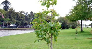 En tres años de gestión, Tigre plantó más de 5 mil árboles nativos