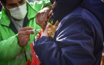 Escobar: campaña de vacunación antirrábica en distintos puntos del distrito