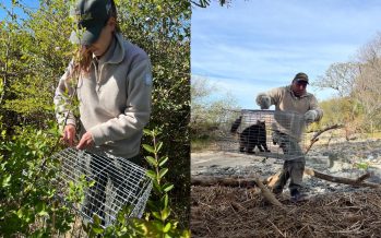 Operativo conjunto de castración y vacunación de gatos en Isla Martín García