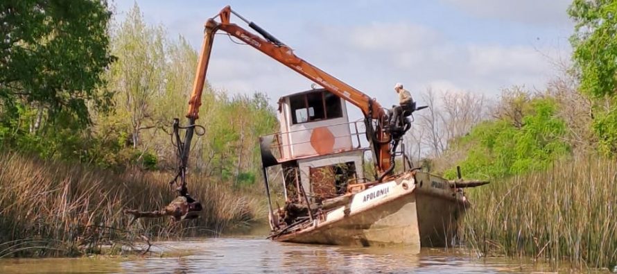 Avanzan las tareas de destronque y remoción en el Delta
