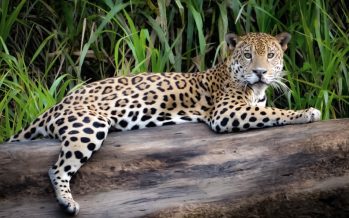 Se avanza hacia una condena ejemplificadora por la caza de un yaguareté en Formosa