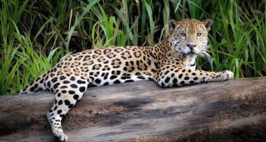 Se avanza hacia una condena ejemplificadora por la caza de un yaguareté en Formosa