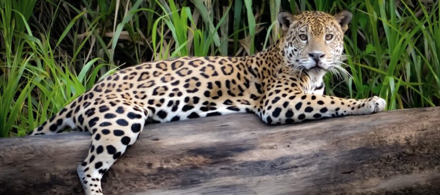 Se avanza hacia una condena ejemplificadora por la caza de un yaguareté en Formosa