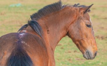 ‘Corto’, el segundo caballo liberado y por el cual su dueño recibió una moto eléctrica para trabajar