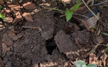 Vecinos de Tigre denuncian que les roban las plantas y exigen ver las cámaras