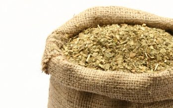 Descubren propiedades de la yerba mate que podrían ser preventivas del cáncer de próstata