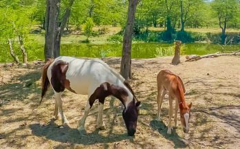 En San Fernando otros dos nuevos caballos fueron liberados para evitar la tracción a sangre